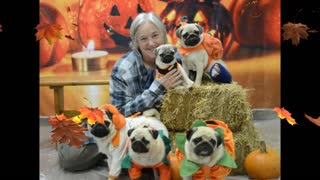 Meet Cedarwood's Pugs