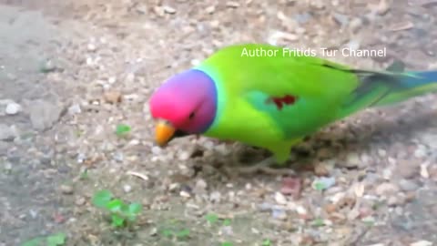 Beautiful and magestic parakeet!