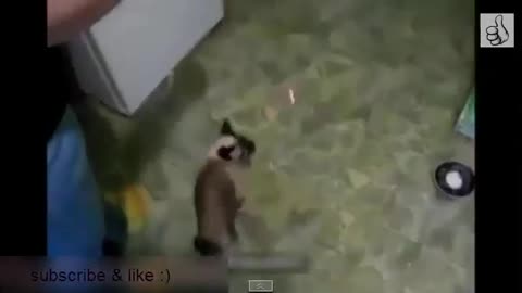 Cats and pointer light, try not to laugh