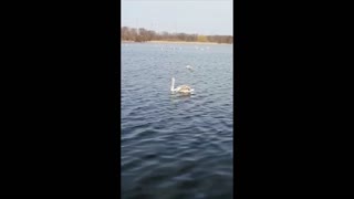 Charming Duck is moving in the lake.