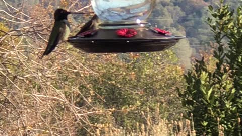 Hummingbird at feeder in Sonora