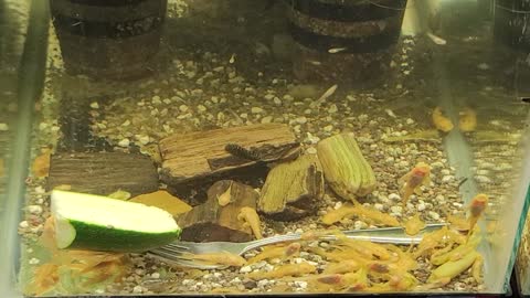 Baby Plecos and Loach