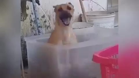 dog having fun taking a bath