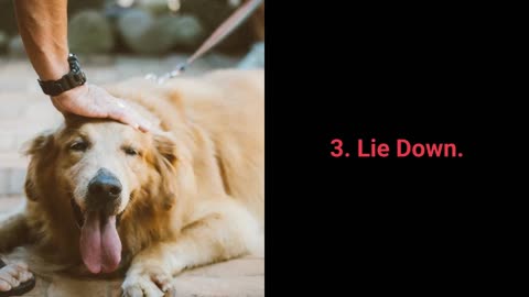 Basic dog training - top 10 essential commands! purepets every dpg should know