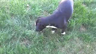 Puppy and bubbles