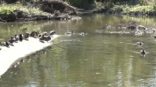 Ducks having Fun/Nature Wild Life.