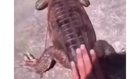 Gator got mad