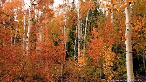 WALK IN THE FOREST IN BEAUTIFUL ORANGE AUTUMN