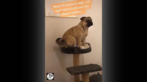 Hilarious Pug Sitting On Cat Scratch Post and SITTING ON CAT