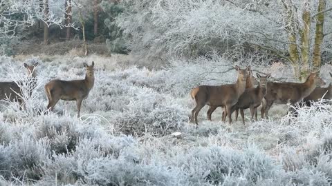 Watch deer how to survive the winter