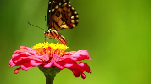 The tree-tailed butterfly feeds on the blossoms