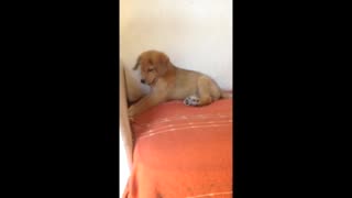 Brown dog plays with cork on orange couch