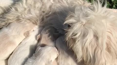 Puppies breastfeed milk from the mother
