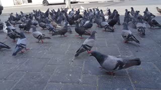 Pigeons relaxation