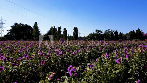 Fruit-picking drones can solve the farm labour shortage - ISRAEL21c