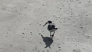 Seagull snack