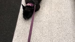 Black dog getting dragged by leash
