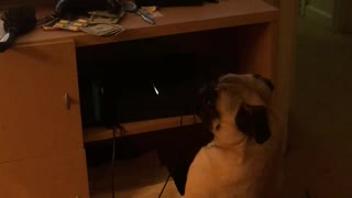 Pug Wants to Battle Video Game Character on TV