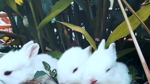 Cute Baby Bunny Rabbits videos | Baby Animals videos 2021