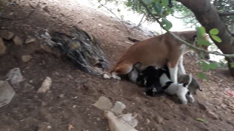 The mother dog's feeding habits of her nine puppies
