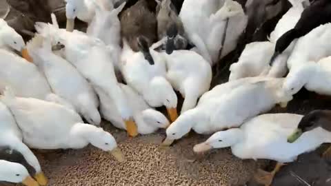 Feeding the domestic ducks