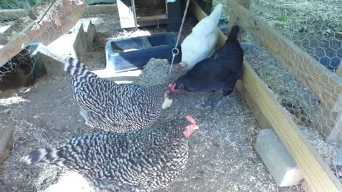 Chickens eating their daily apple.