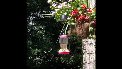 How to make syrup for humming birds.