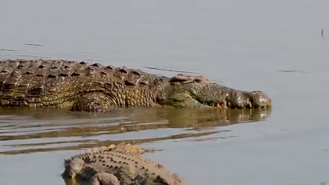 Amazing Nile Crocodile 'Snout lifting' behavior not often seen in Kruger Park_Cut.mp4