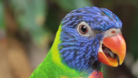 Brazilian bird parrot