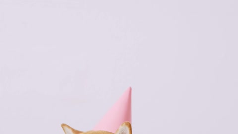 A dog celebrates his birthday
