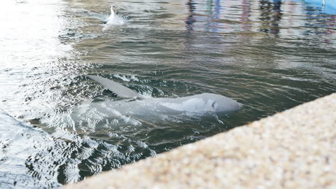 White ❤️ Dolphin Swimming lovely ❤️