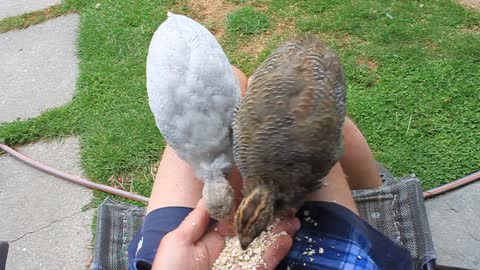 Baby Guinea Fowl eating out of my hand on my knee