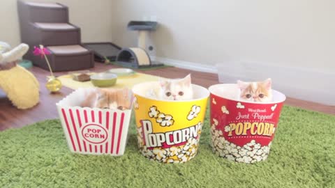 Caramel Popcorn Kittens – Cuteness Overload!