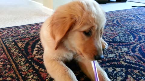 Puppy Brushes Her Teeth Cute Golden Retriever