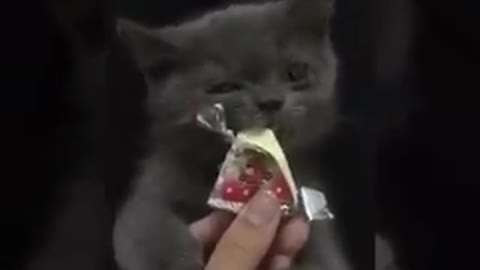 Đụt Cat eatS cheese