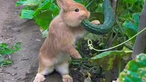 The little rabbit secretly eats cucumbers in the vegetable garden#pets #rabbit #animals