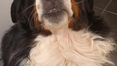 Bernese Mountain Dog with a funny upside down smile and cute teeth