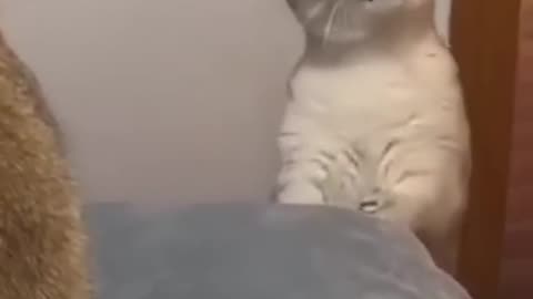 cute cat videos i saved