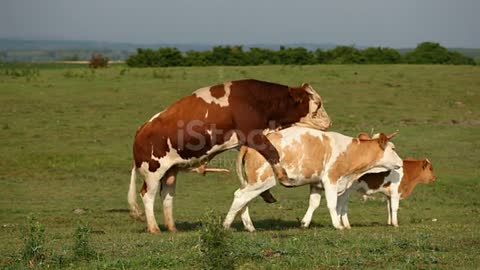 Cattle Mating