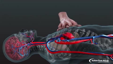 CPR in Action A 3d look inside the body