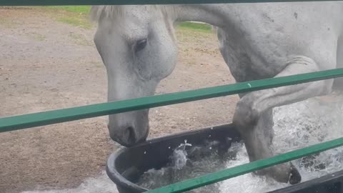 Horse Splashes In Her Trough