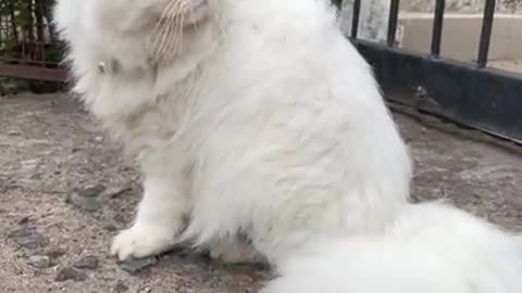 Extremely beautiful cute white fluffy persian cat playing in the rain -- Cat play run funny #shorts