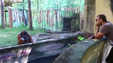 Orangutan Asks for Banana Then Throws Back Peel