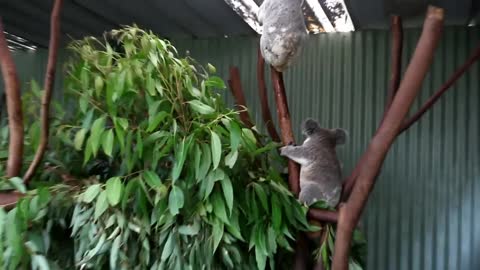 Koalas Fighting at Featherdale Wildlife Park