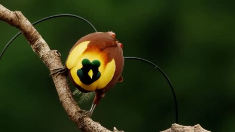 Top 10 Most Colourful and Tropical Bird Species