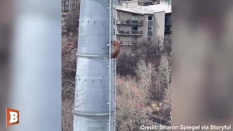 Brave Bear Cubs Climb Up and Down Ladder to Ski Lift at Resort