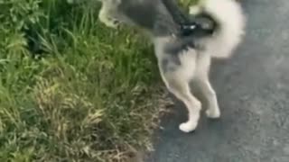 Funny Dogs & Cats