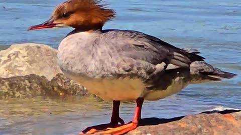 Close-up of a female common merganser by a river / beautiful bird.