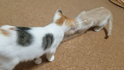 I played with a Japanese cat with a plastic bottle