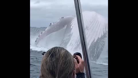 Whale jump out of the sea, how beautiful is that to me